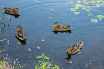 ducks