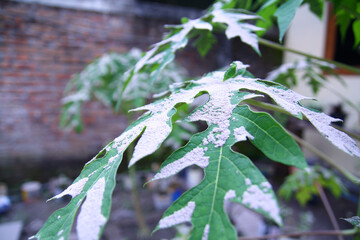 Volcanic ash from the eruption of Mount Merapi on papaya leaves