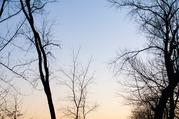 Obraz premium trees