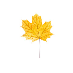 cut out fall leaf. yellow maple leaf isolated on a white background. fall minimal concept. autumn design element