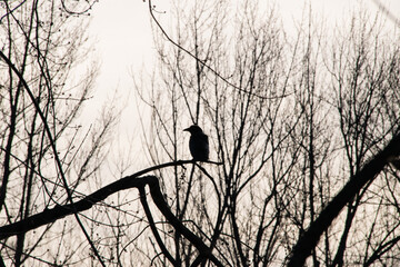 crow silhouette