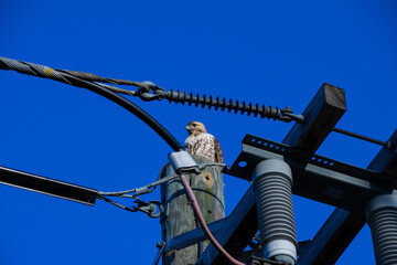 hawk on a telephone pole