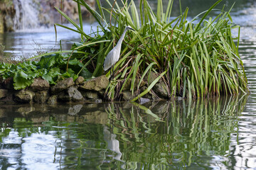 Aigrette à l'affût sur les rives d'un étang