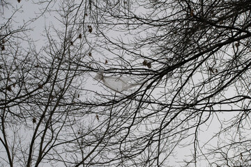 shopping bag in a tree