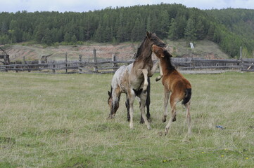 foal and mare