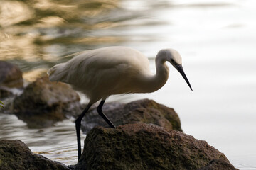 Aigrette à l'affût sur les rives d'un étang
