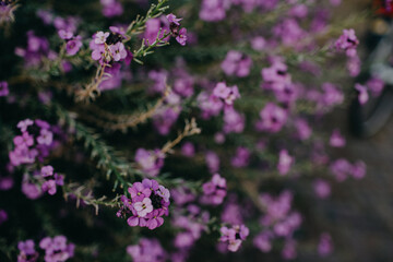 Fototapeta premium Purple Flowers Background