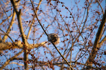 cute squirrel in a tree