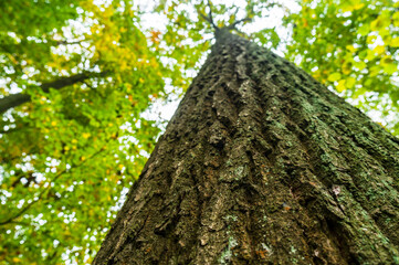 Low angle shot of a tree, tree bark texture closeup