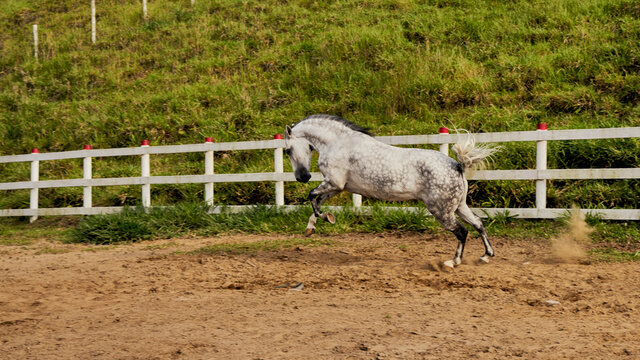 beautiful horse galloping free in the stable in the rest. Chivalry