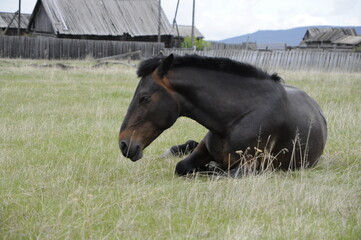 horse eating grass