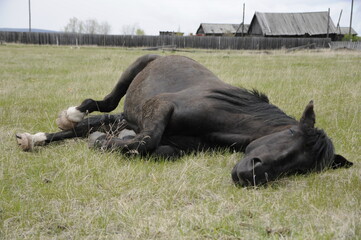buffalo in the field