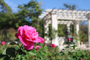 pink roses in the garden