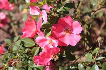 pink rose bush