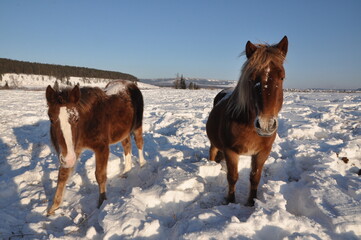 horses in snow
