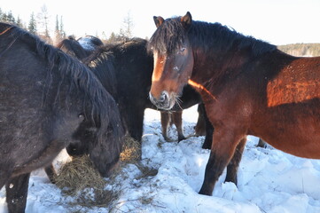 horse in snow