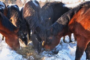 horses in snow