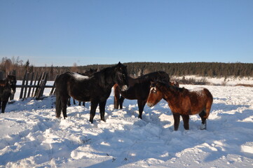 horses on the snow