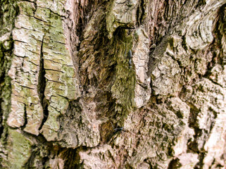 CORTESA ARBOL TREE TEXTURA