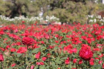 field of red roses