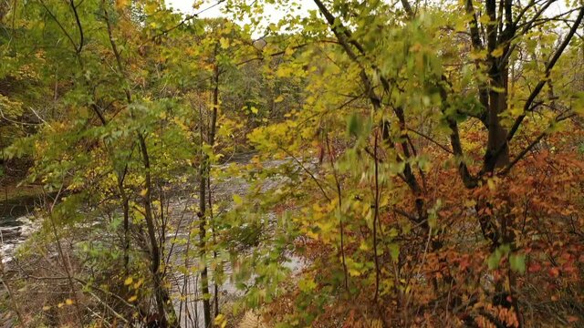 A low angle shot of the fall foliage in upstate NY. The camera boom up to the treetops with a river in a picture perfect scenery. The beautiful autumn landscape brightens the cloudy sky of the day.