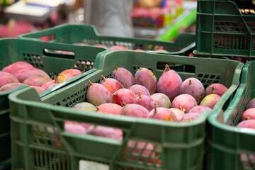 Freshly harvested mango in plastic crates in fruit packaging warehouse