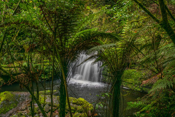 Beautiful remote Catlins waterfall deep in thick lush green native rain forest  and tall punga fern trees