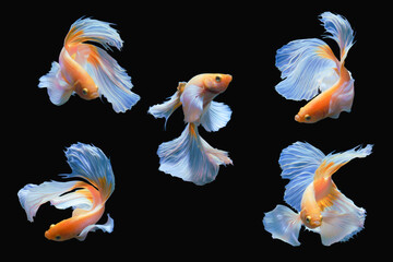 series of moving action of yellow half moon siamese fighting betta fish