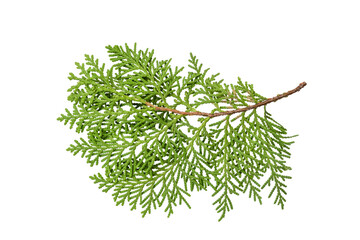 isolate thuja on white background