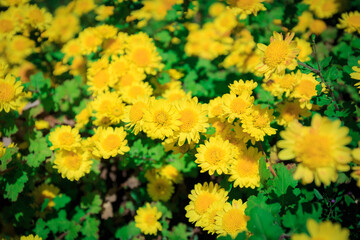 yellow flowers