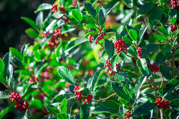 red berries on a bush