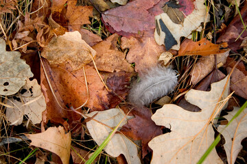 A white feather nested in a bunch of autumn leaves.  Cumberland Wisconsin USA
