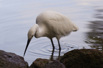 Aigrette à l'affût sur les rives d'un étang