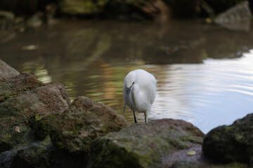 Aigrette à l'affût sur les rives d'un étang