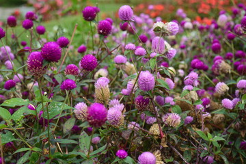 pretty purple  and violet flower picture