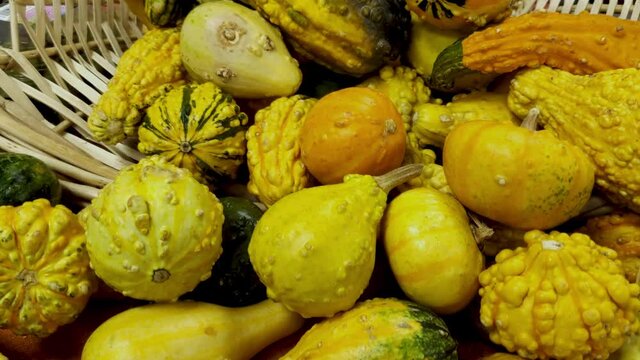 Decorative gourds of different varieties are placed on an orange sheet in front of a straw basket. A close up autumn harvest concept with ideal use in halloween and thanksgiving themes.