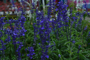 pretty lavender flower image fit for walpaper and background