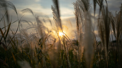 White grass shot against sun at sunset, in Seoul, South Korea