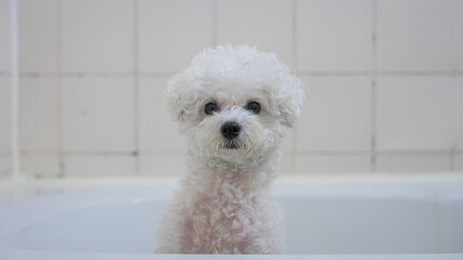 White puppy waiting for a bath, in Seoul, South Korea