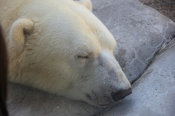 眠っているホッキョクグマの顔