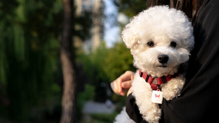 white puppy watching a camera, South Korea
