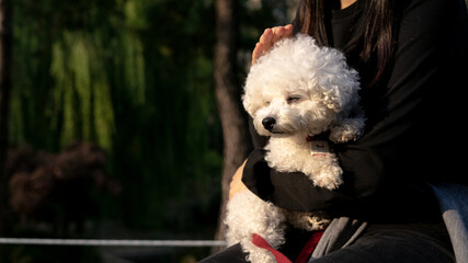 white puppy, South Korea