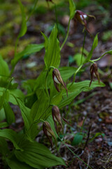 Mountain Lady's slipper wildflower close-up
