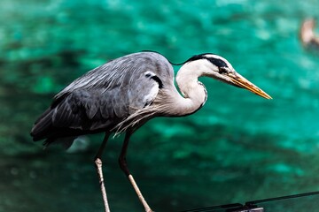 great blue heron ardea cinerea