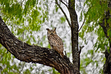 Fototapeta na wymiar BuboGreat horned owl in the mesquite forest of South Texas