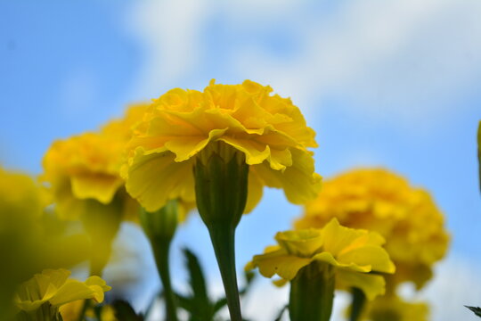 beautiful yellow flower image fit for background or wallpaper
