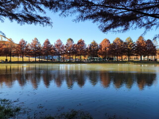 the trees of Metasequoia by the lake and the shadows reflected in the water.