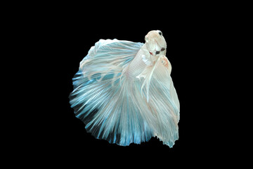 Beautiful movement of white betta fish, Siamese fighting fish, Betta splendens of Thailand, isolated on black background.