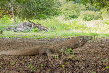 komodo dragon