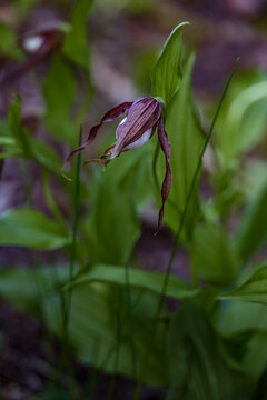 Mountain Lady's slipper wildflower close-up
